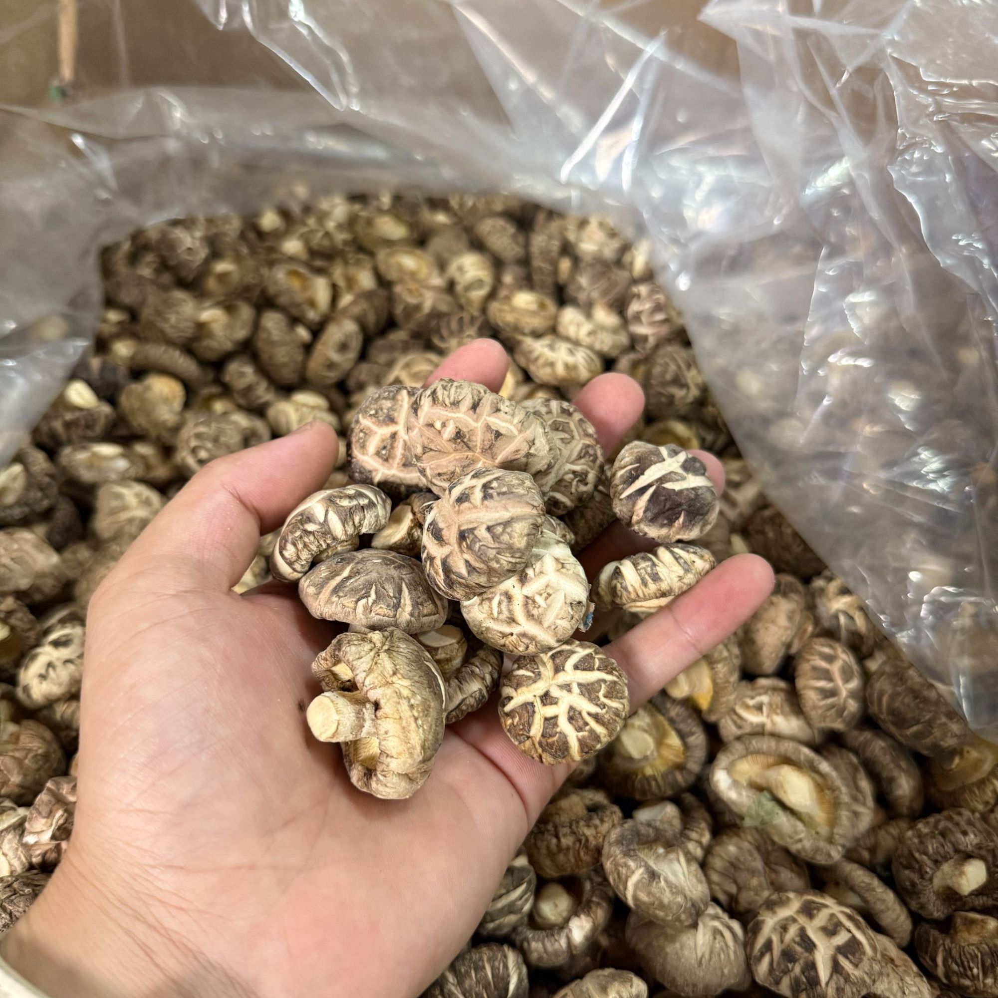 高山花菇(精茶菇A)