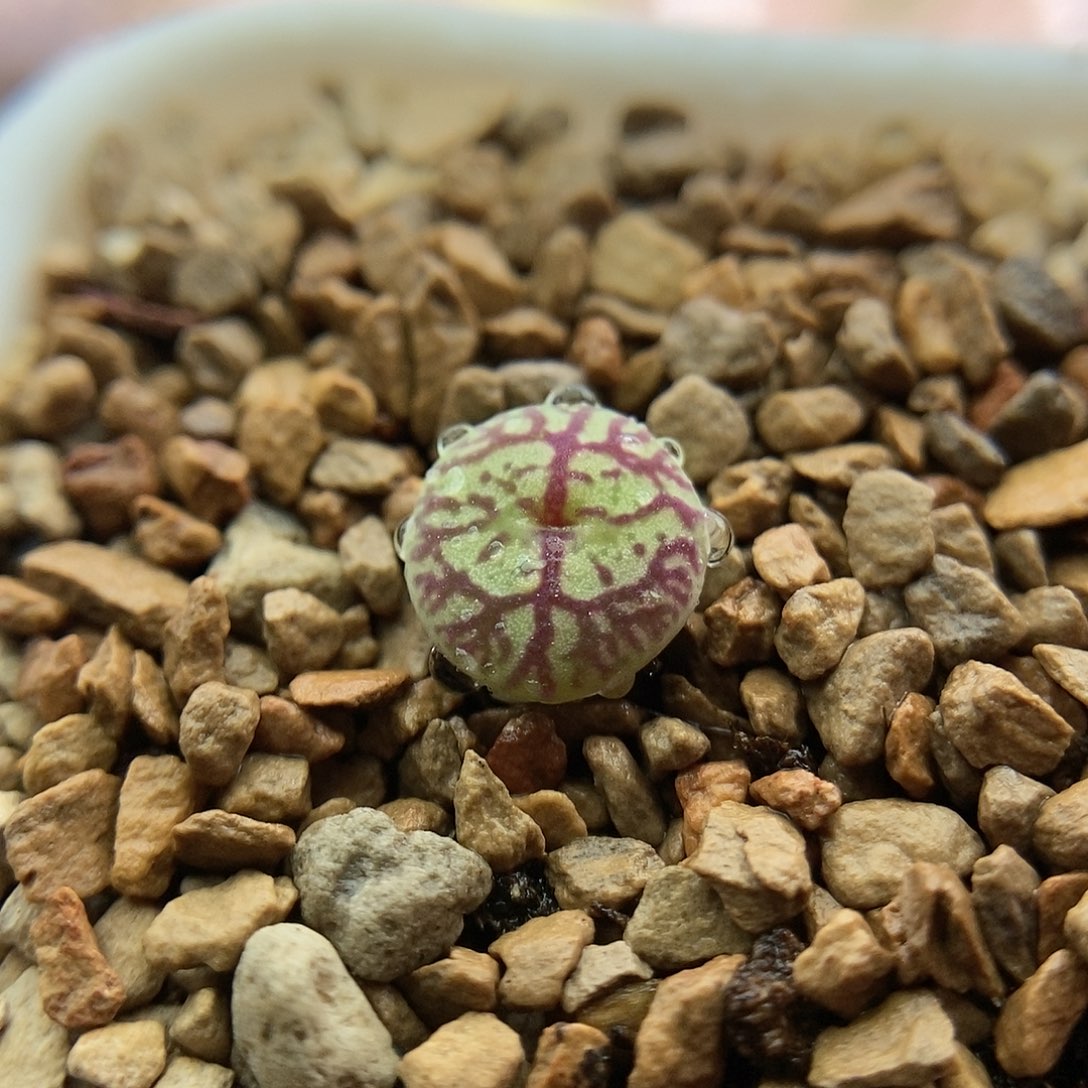 八重墨一颗二蜕苗子包邮