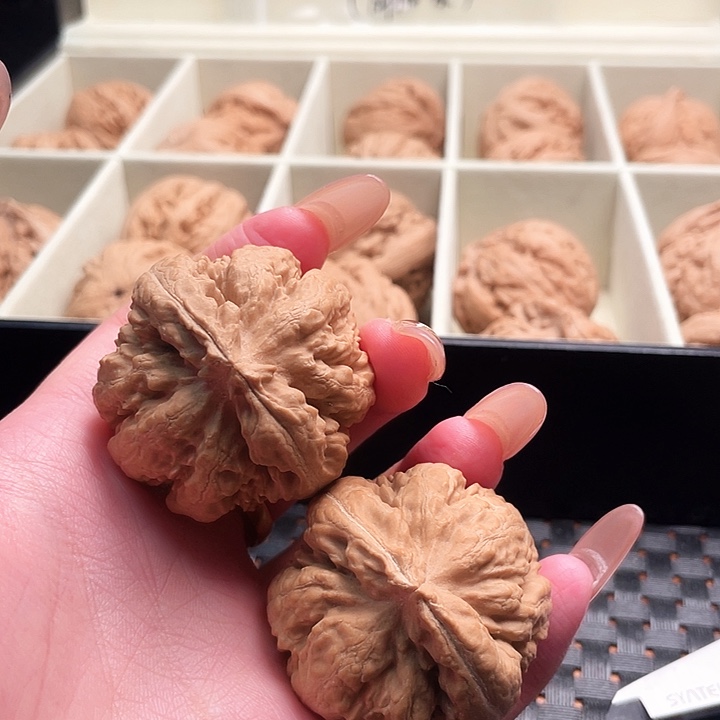 热***闹霸王龙核桃尺寸41