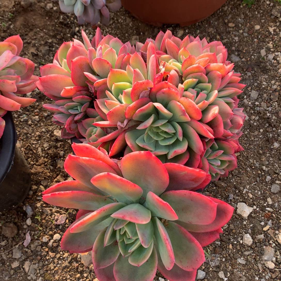 绮罗仙子一物一拍