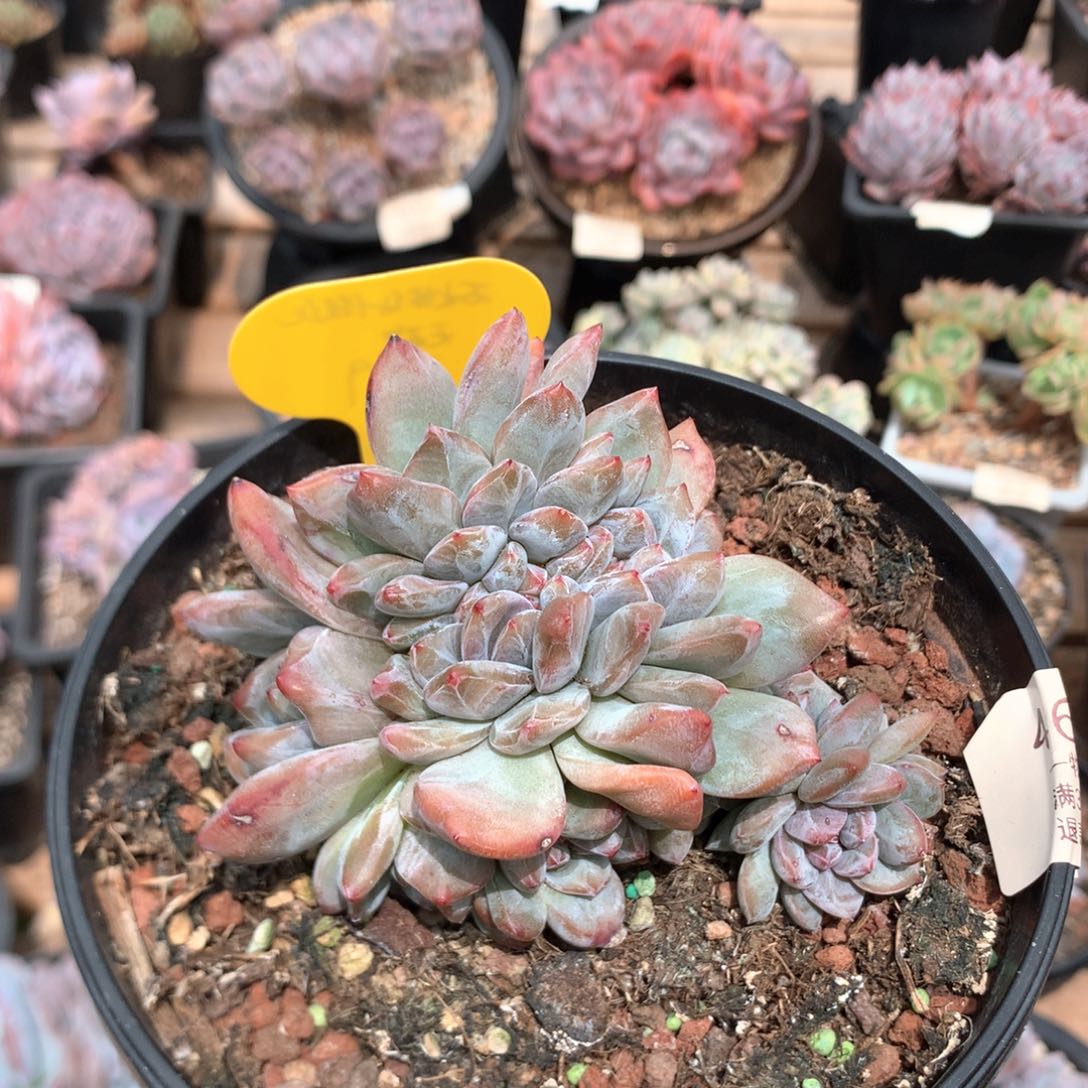 10厘米胸花九头石榴籽缀 4637