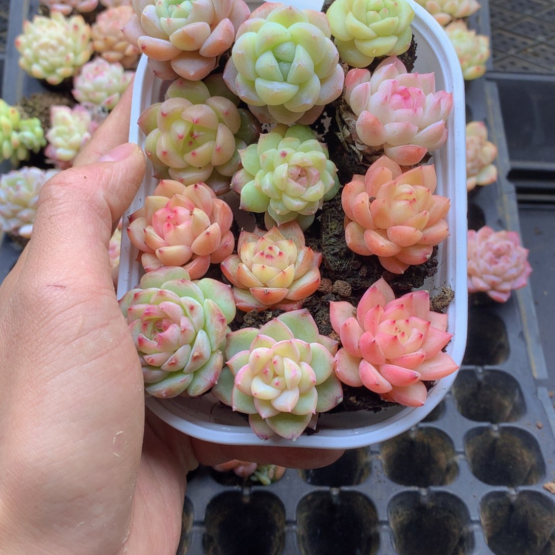 反反复复还是很开心067