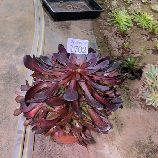 702黑暗萝莉多肉植物