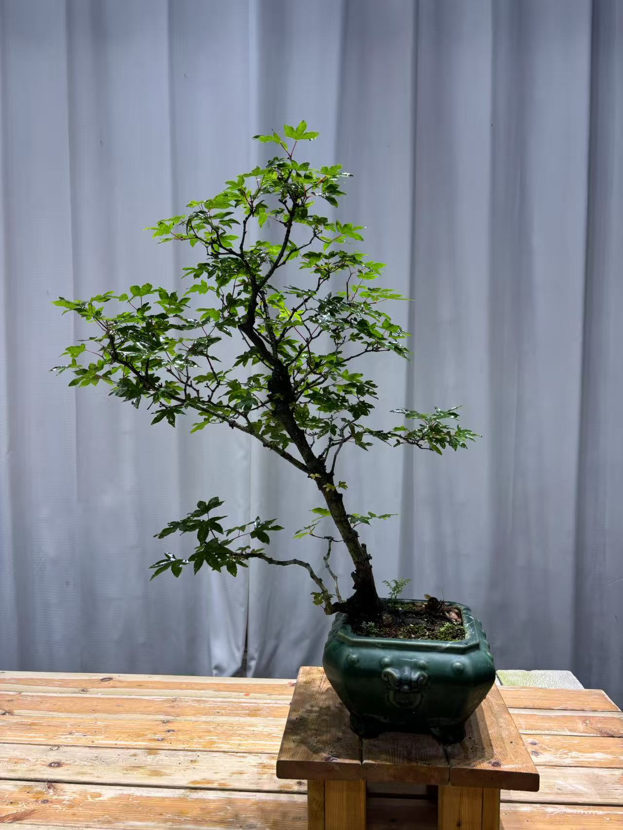 斜飘树形海岛石枫