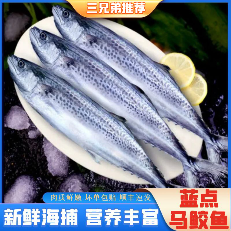 【三兄弟海鲜】野生海捕鲅鱼海鱼燕鲅鱼马鲛鱼约1.3斤/条3条约4斤