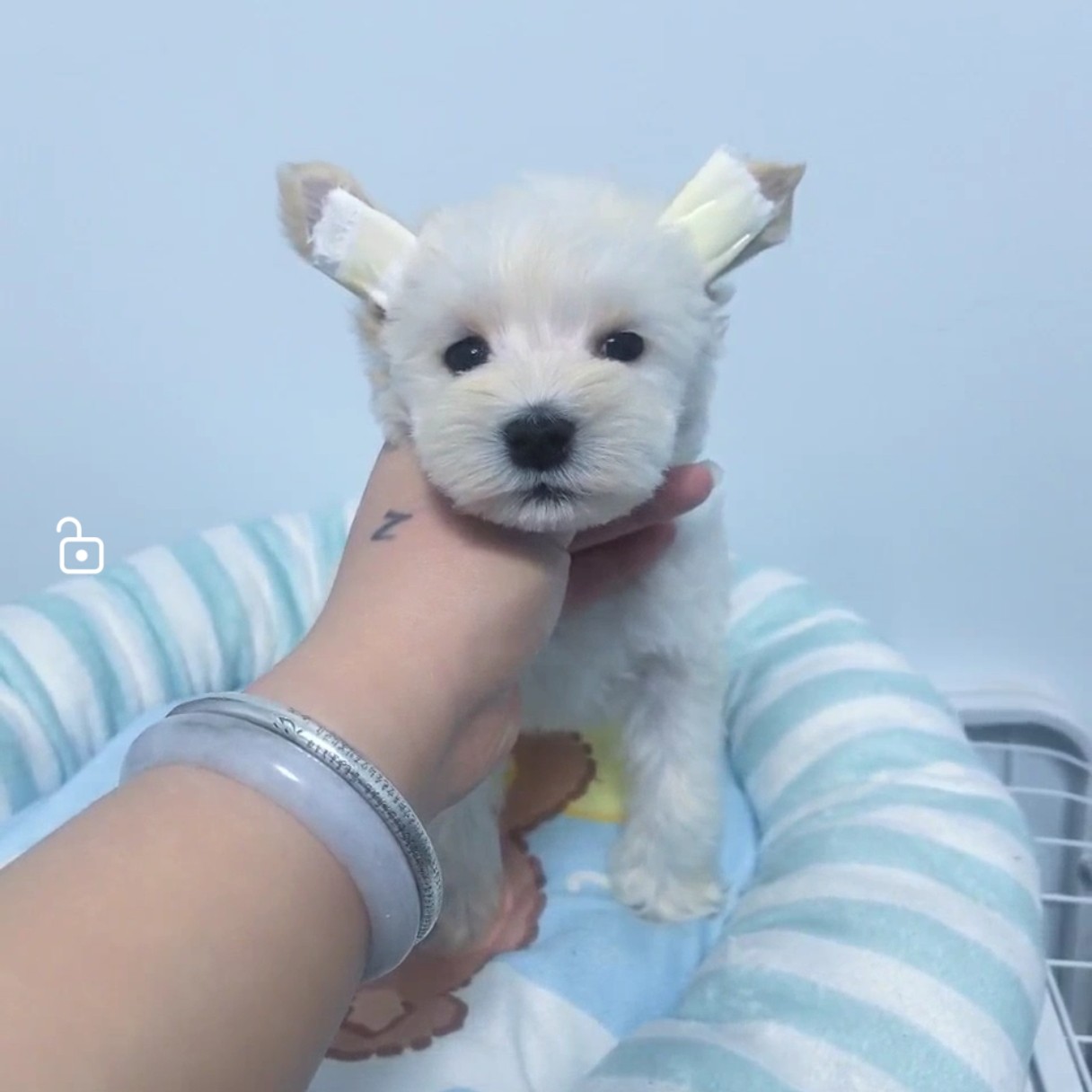 1号白雪纳瑞弟弟宠物相册