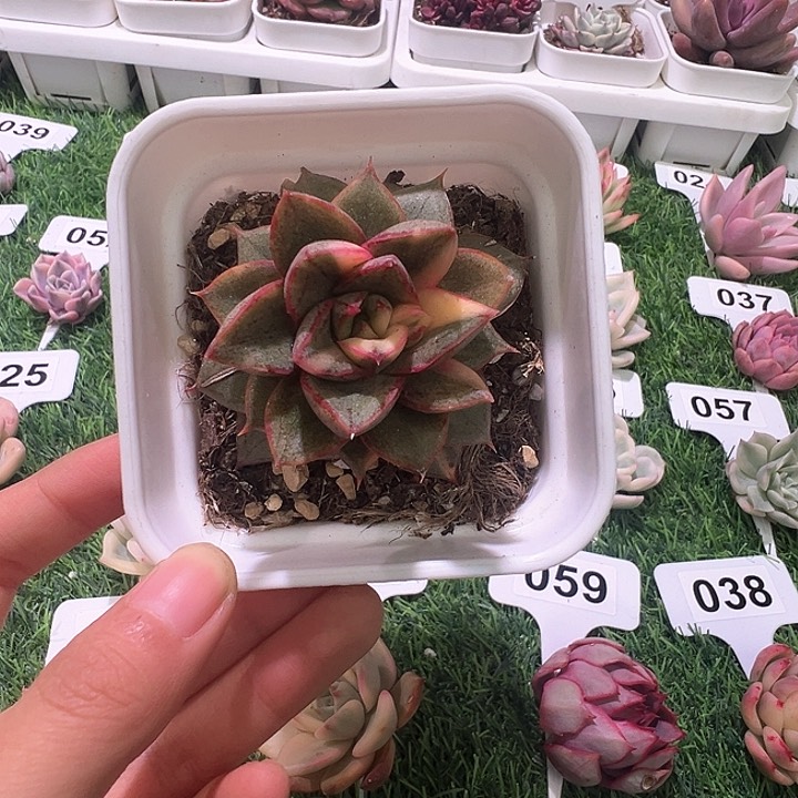 麒麟座多肉植物锦一物一拍