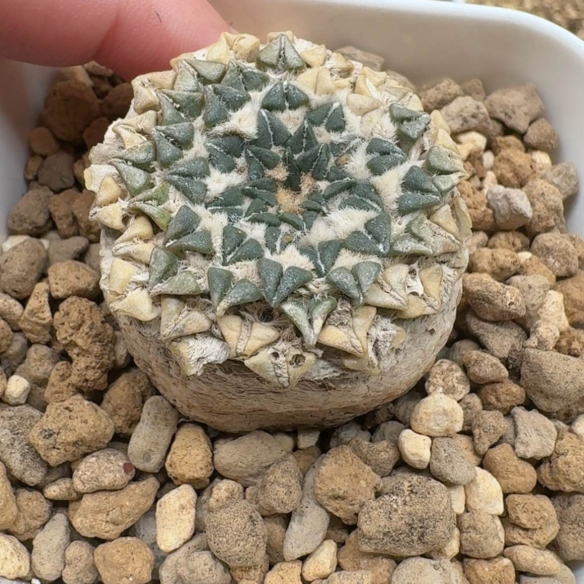 【闪购商品】高绒浮力姬牡丹