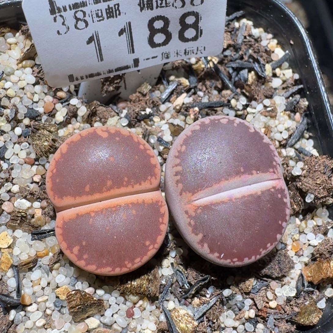 杂***家zzz美货便宜啦1188