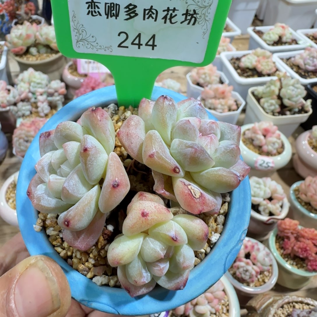 244冰玉3头老桩无砍