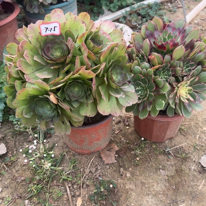 7-14.5莲花座加万圣节处理不包售后