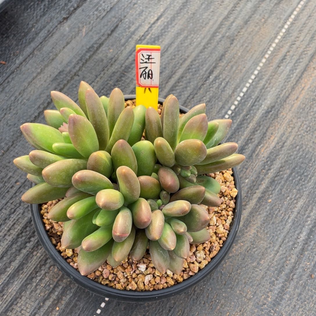 （****）姐姐我在挑战我行走