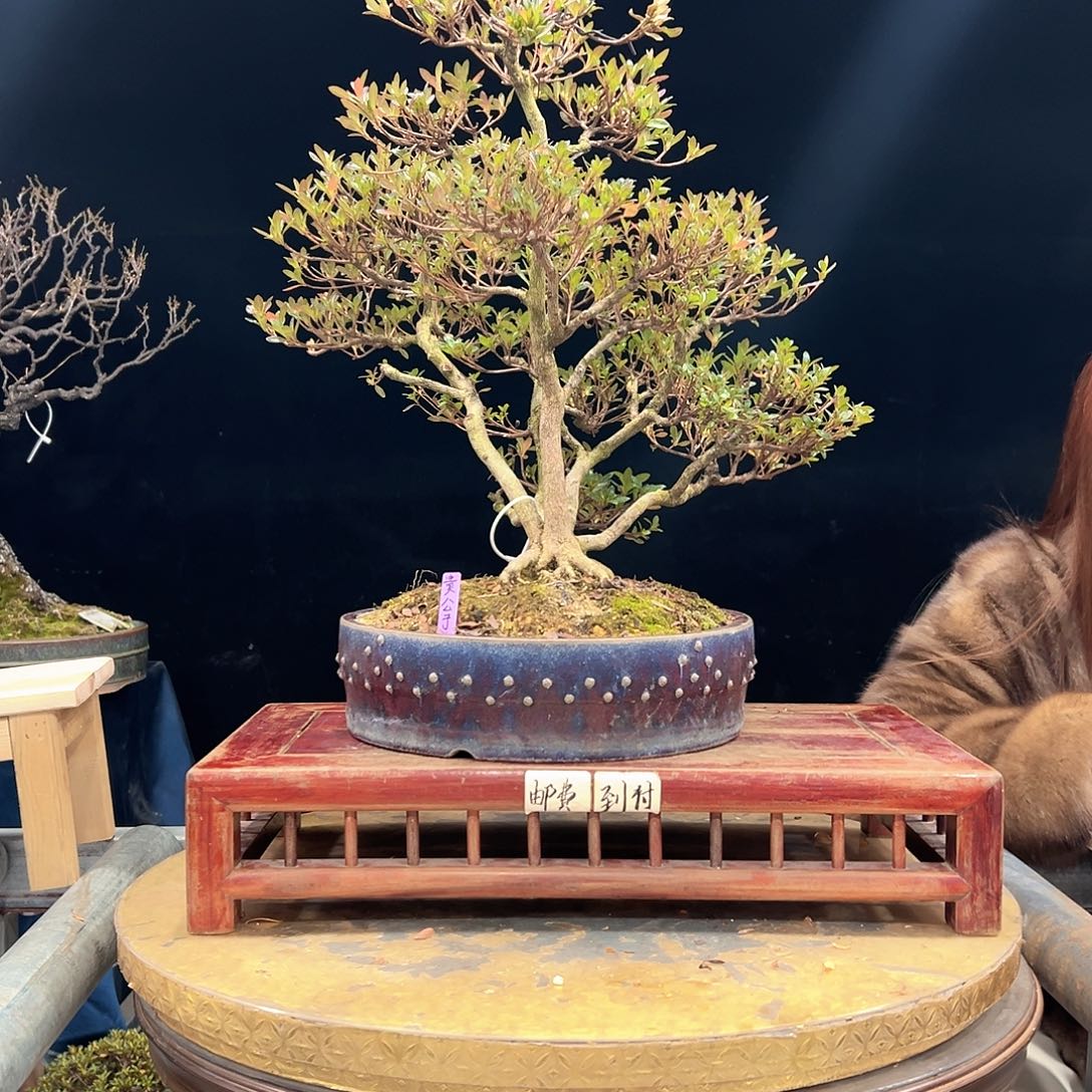 m***r无花朵杜鹃花的诗作