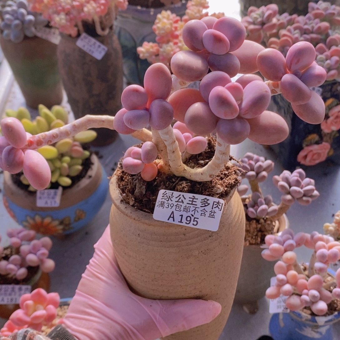 糖果桃蛋老桩11cm195多肉酱