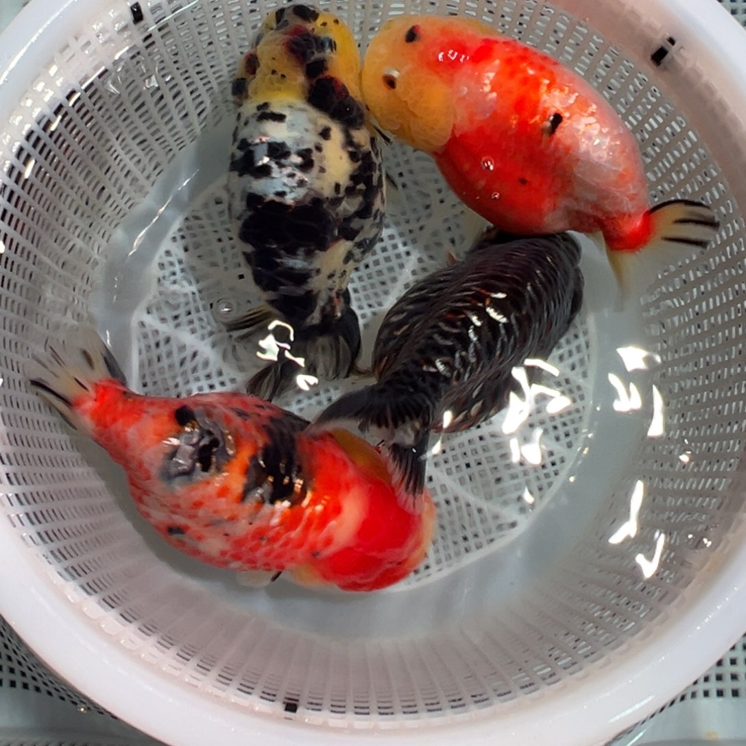 J***o金鱼潘氏金鱼兰寿金鱼