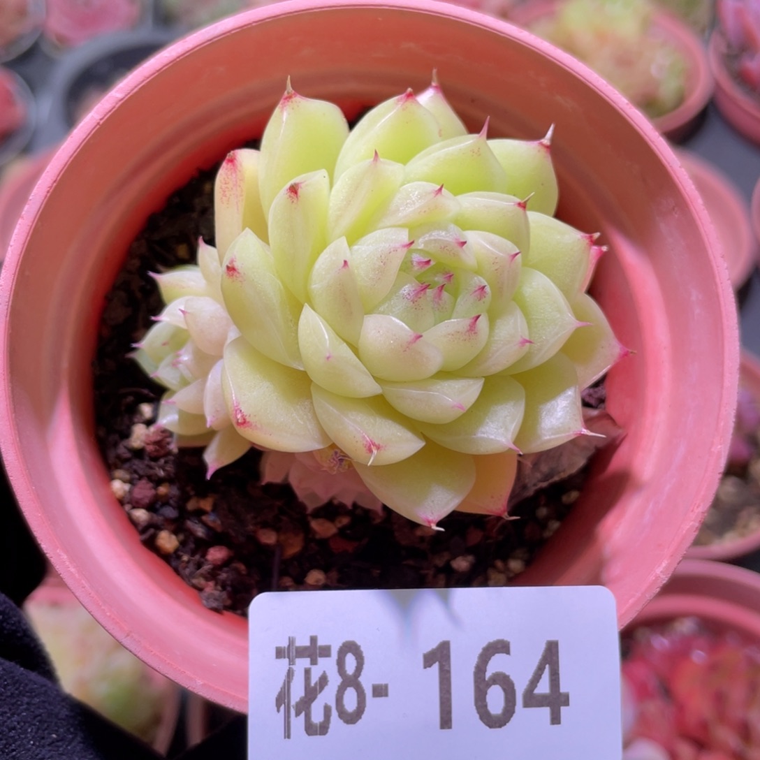 花利美8-164麦秆带仔