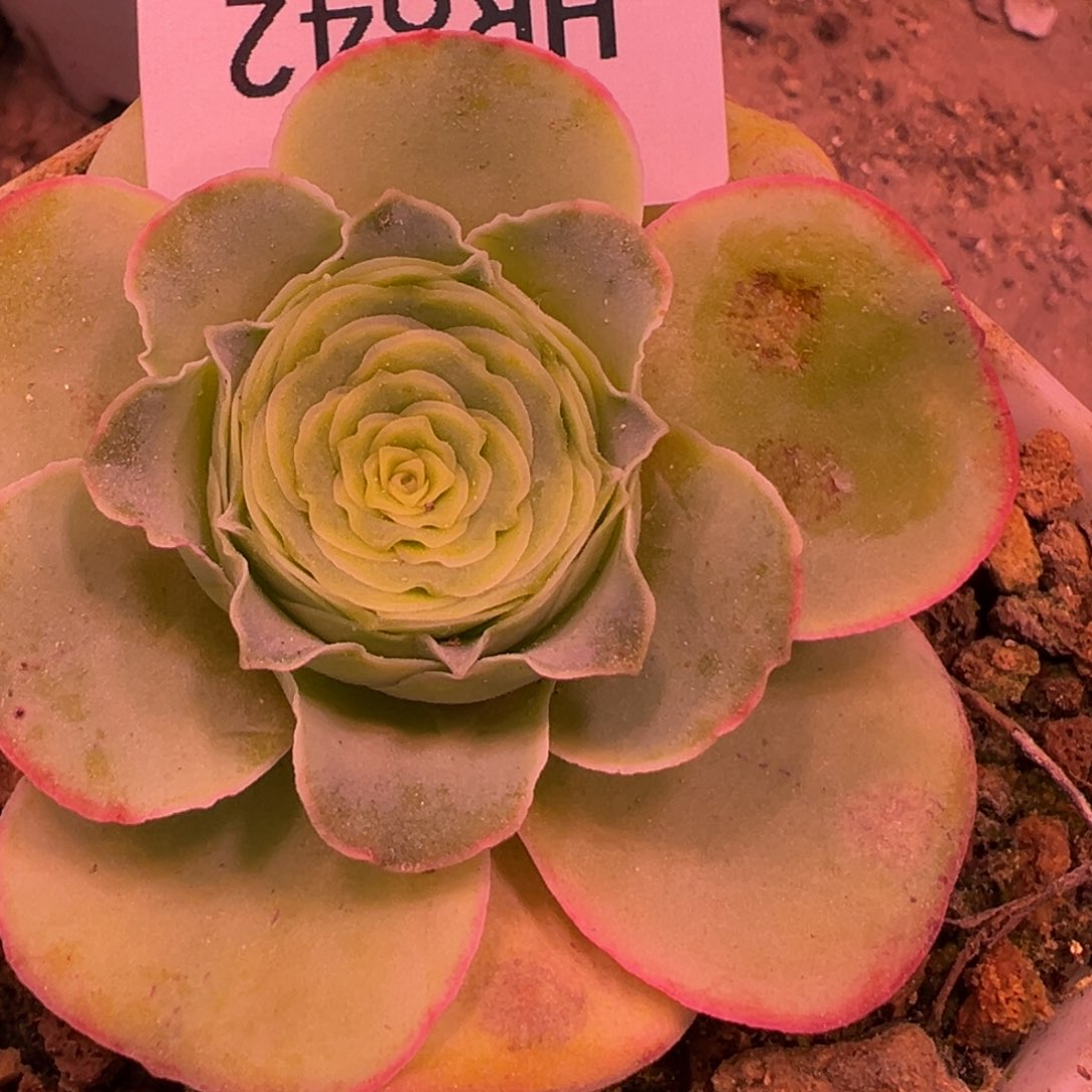 a****eHR842蕾丝不知名平底锅