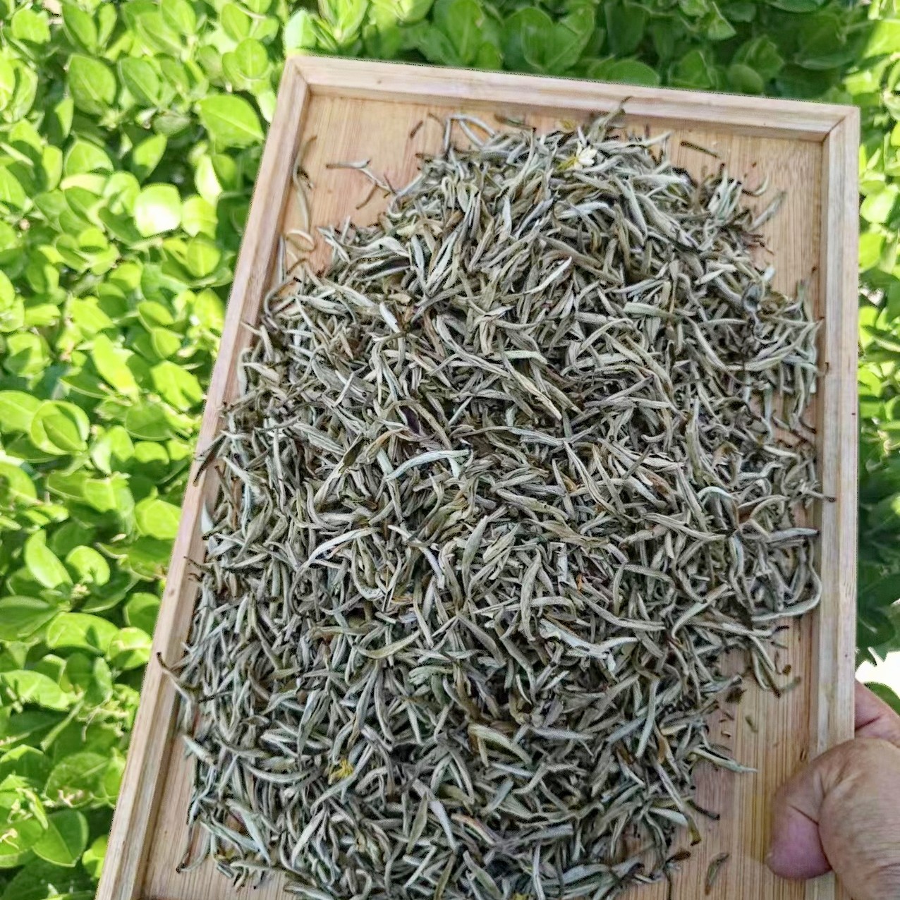 2025新茶茉莉银针大白针浓香特级茉莉花茶嫩芽大白毫茶叶250g散装