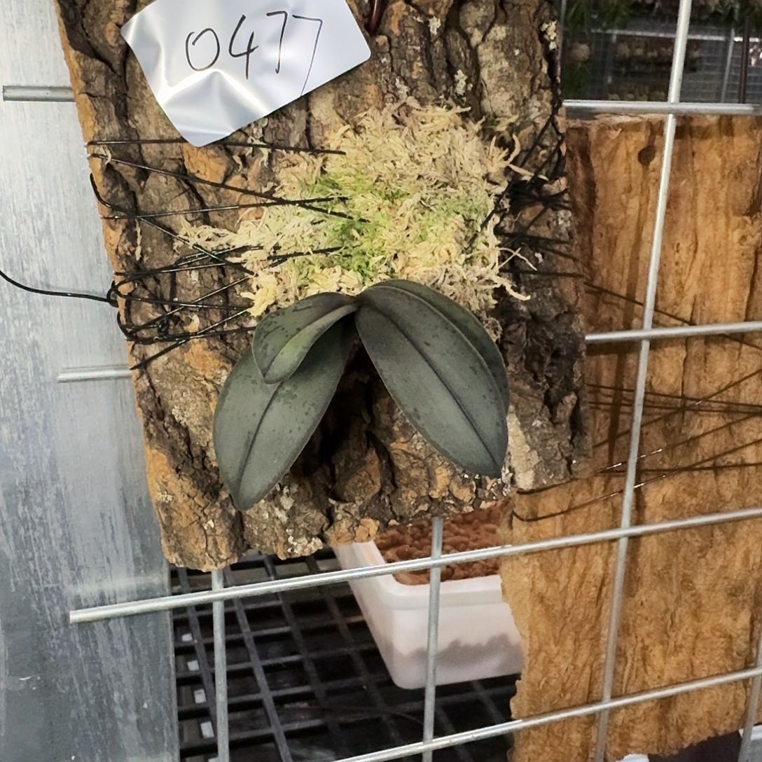 大部分花苞少量开放特殊个体版植 福利