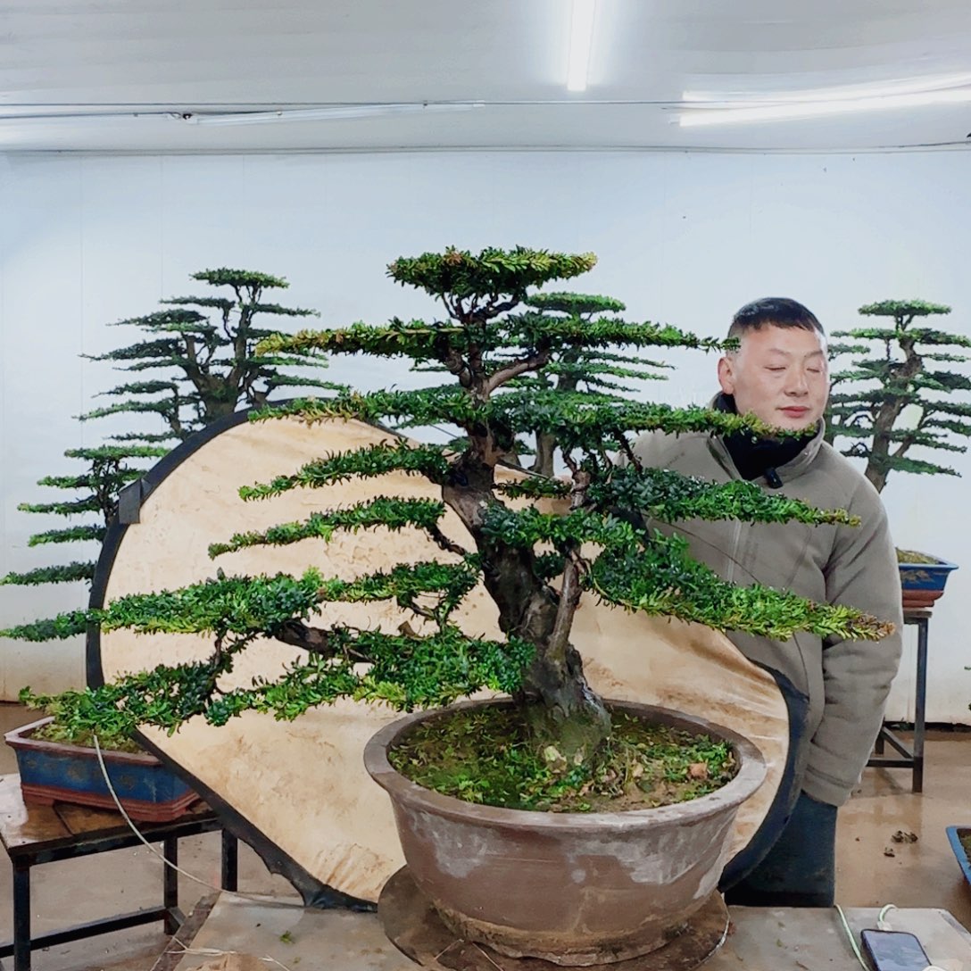 云***曲无花朵盆景园林……