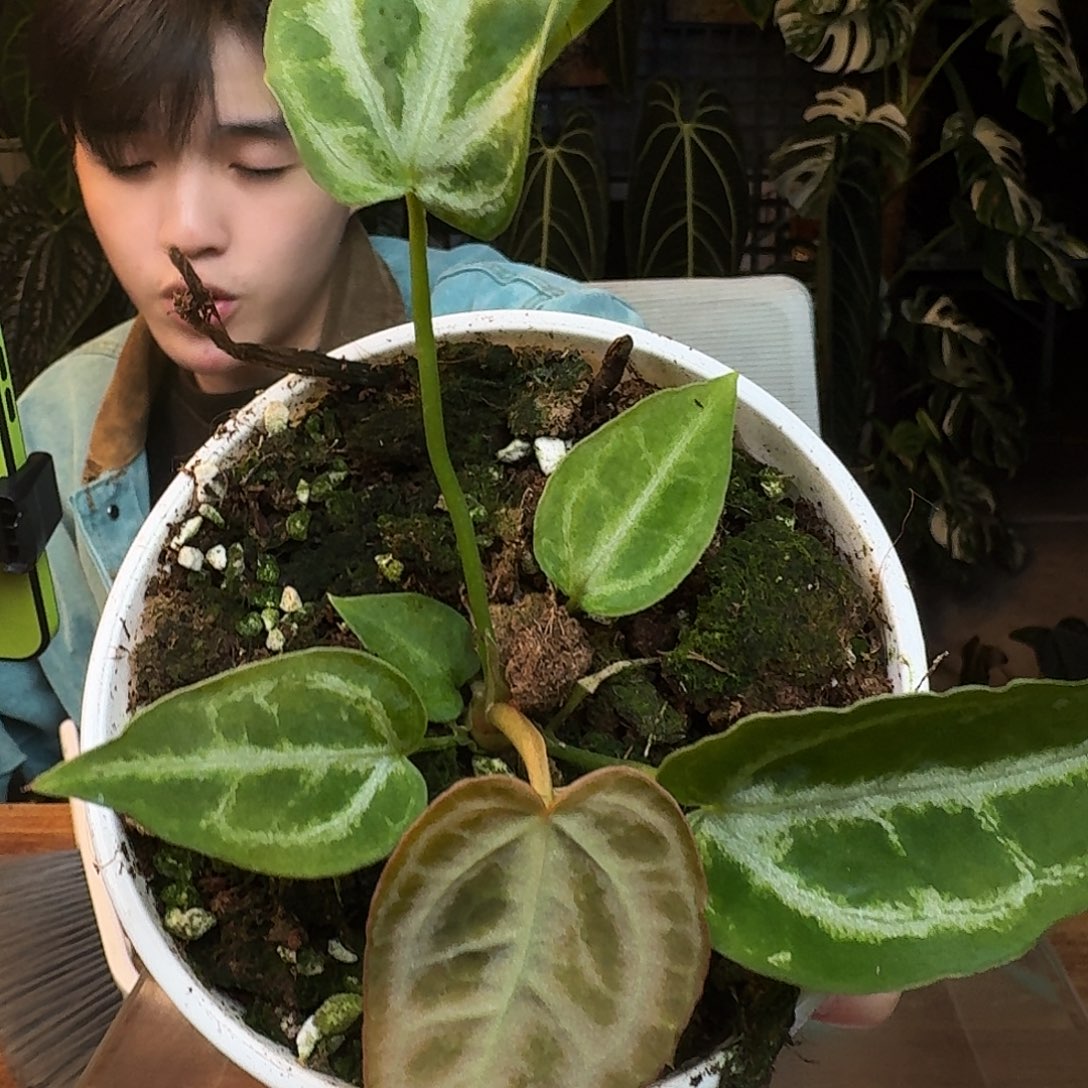 完全开放C22银虎杂银色面纱