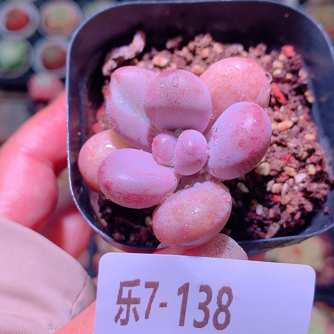乐然7-138 桃蛋单头 