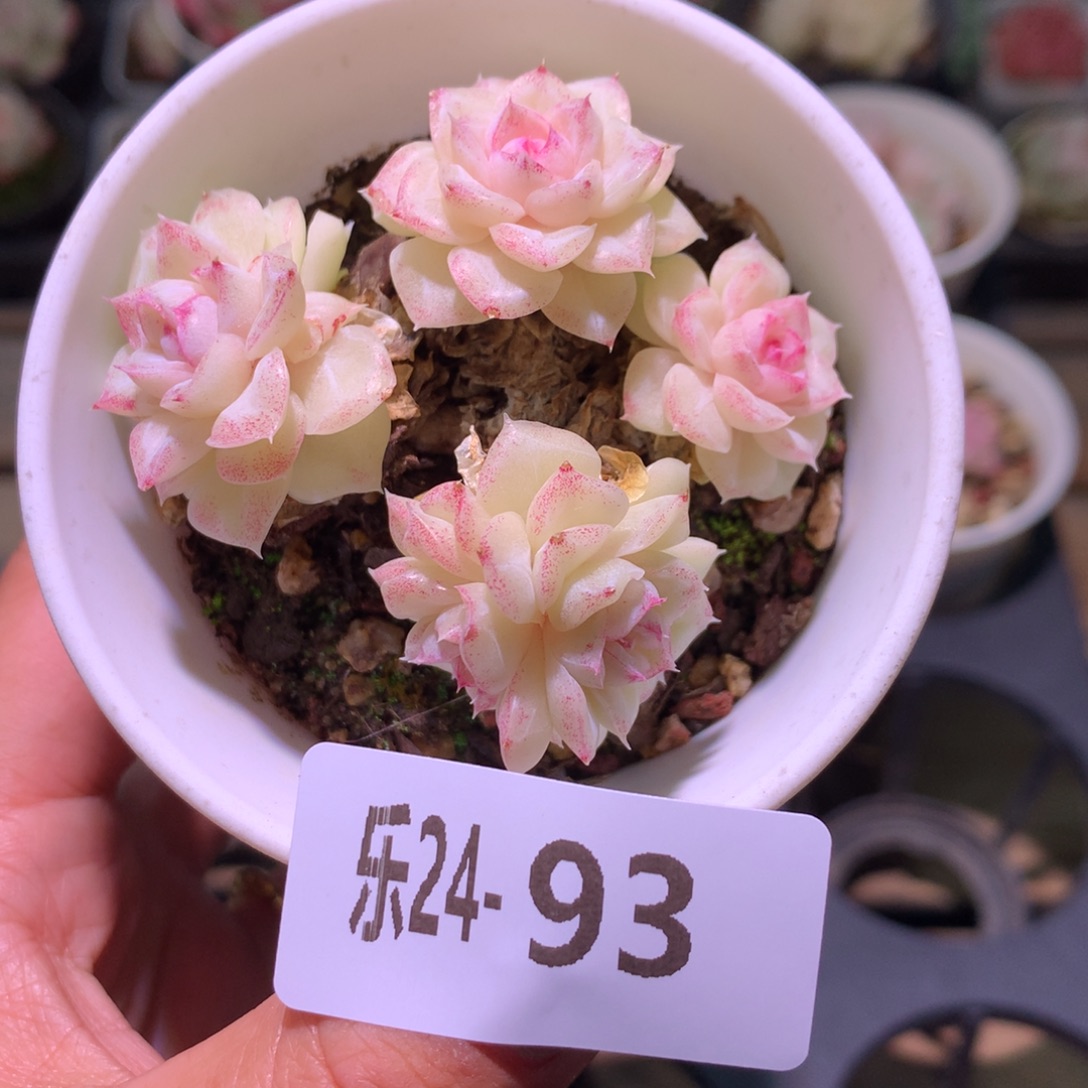 乐然24-93 白天鹅群 