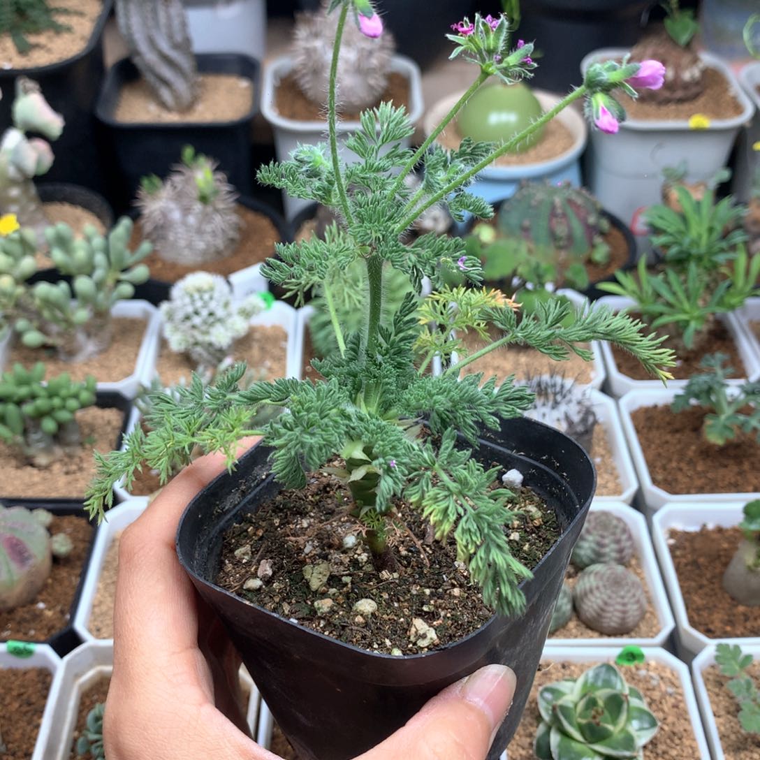 出云杨葵多肉带盆