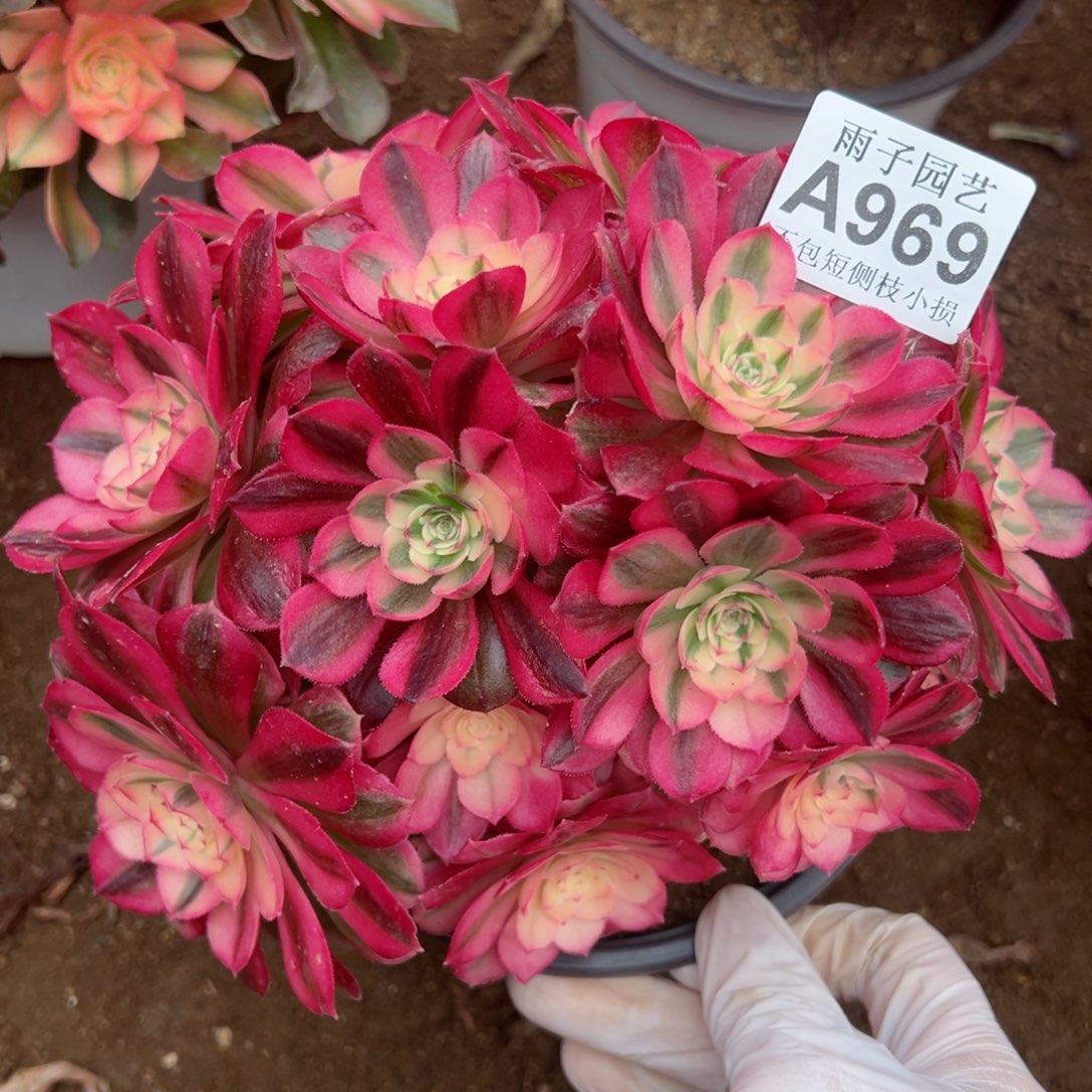 969倾城尺寸20左右