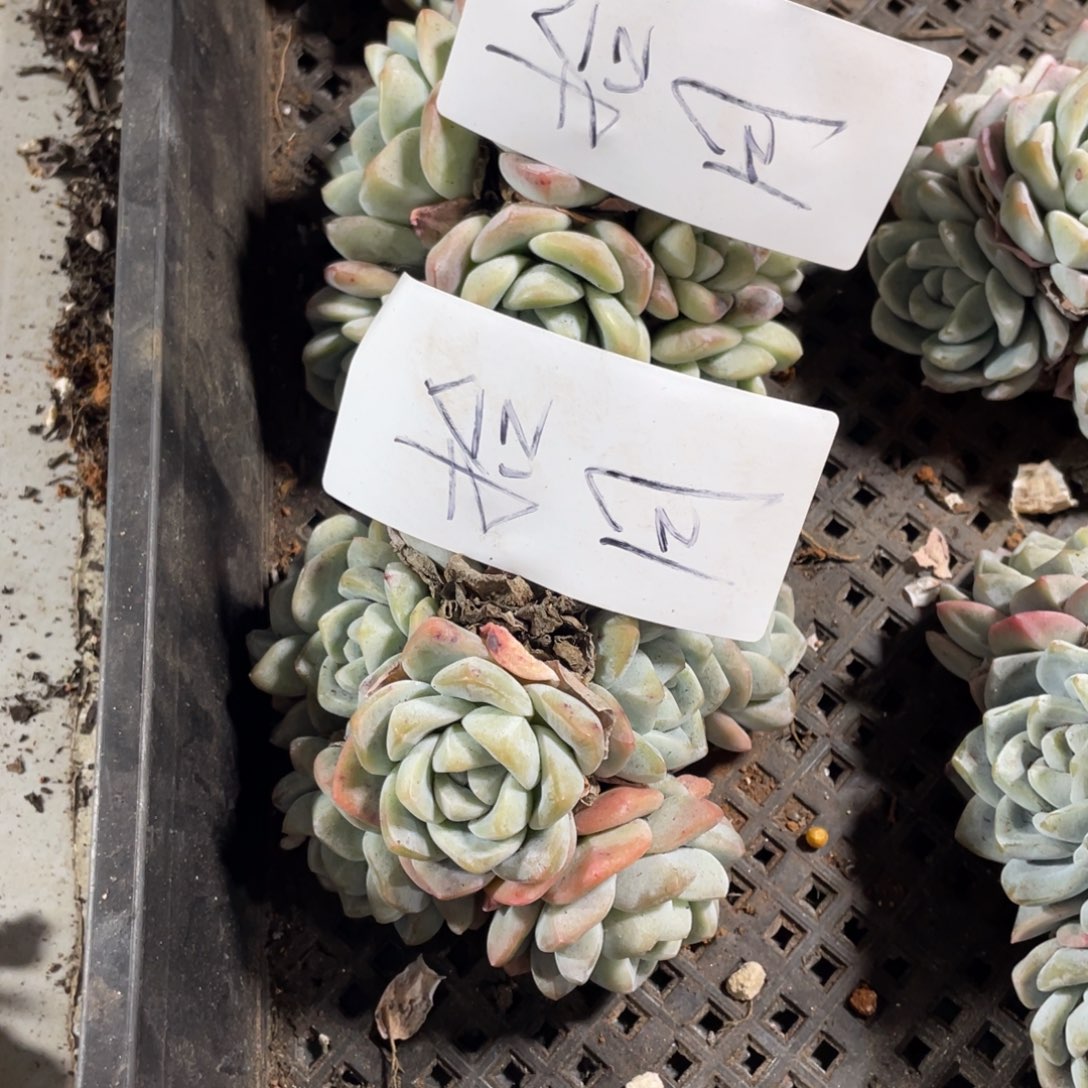 拾月专拍冰玉群生多头