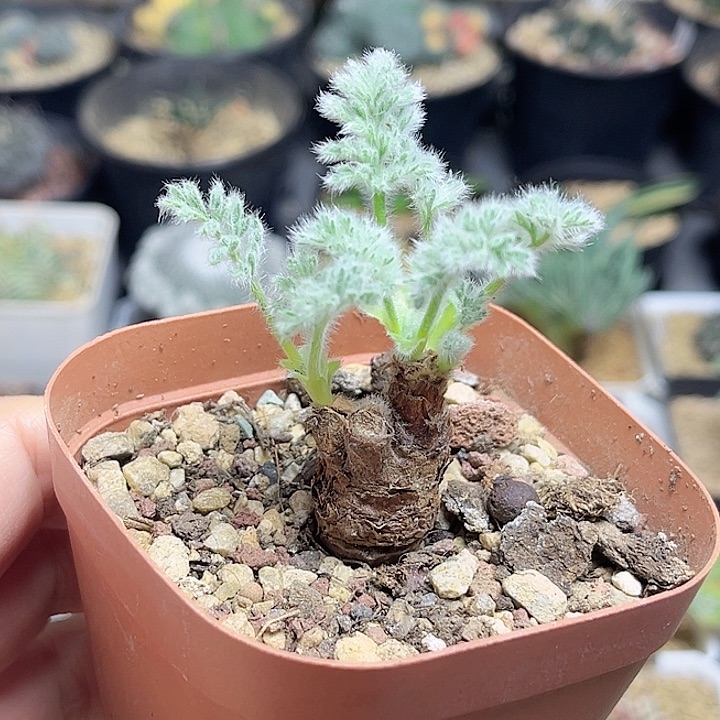 羽叶洋葵一颗一物一拍