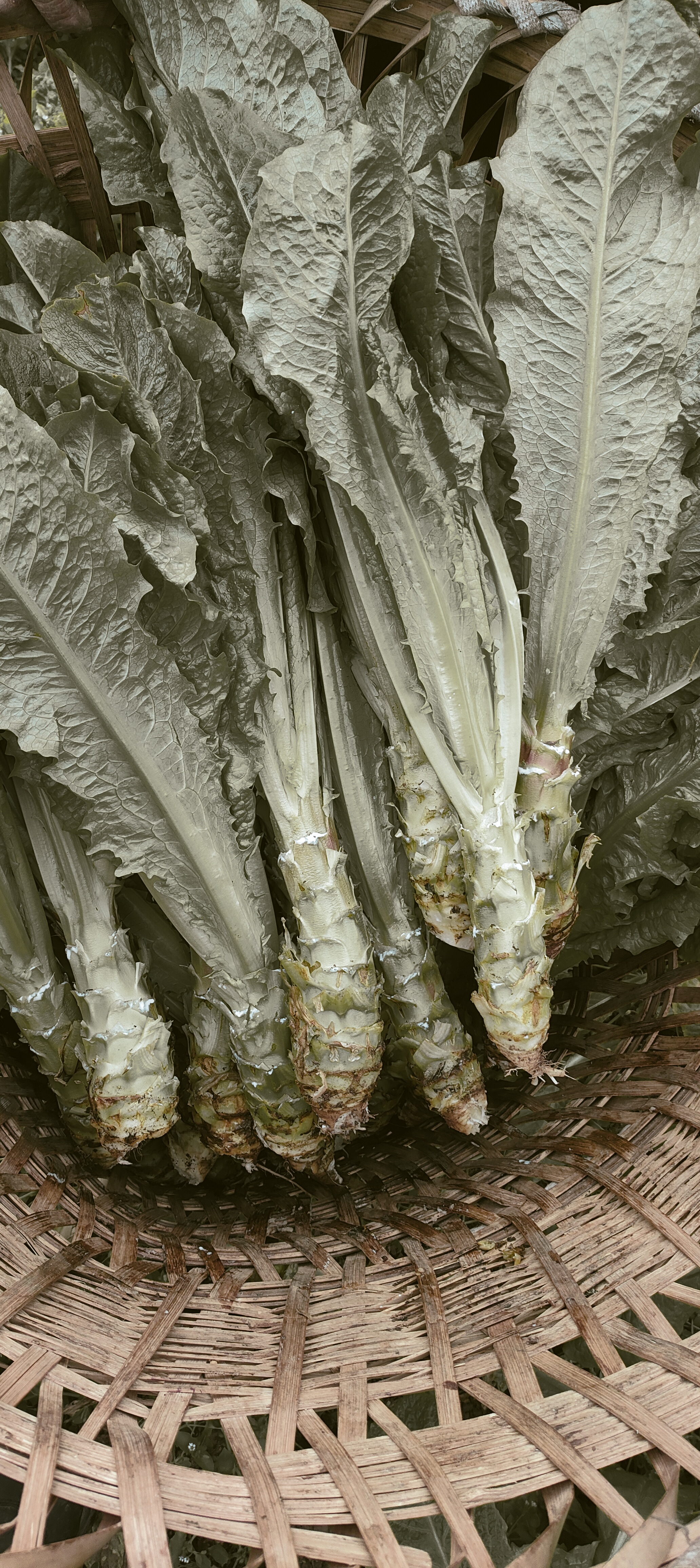 农村莴笋本地莴笋