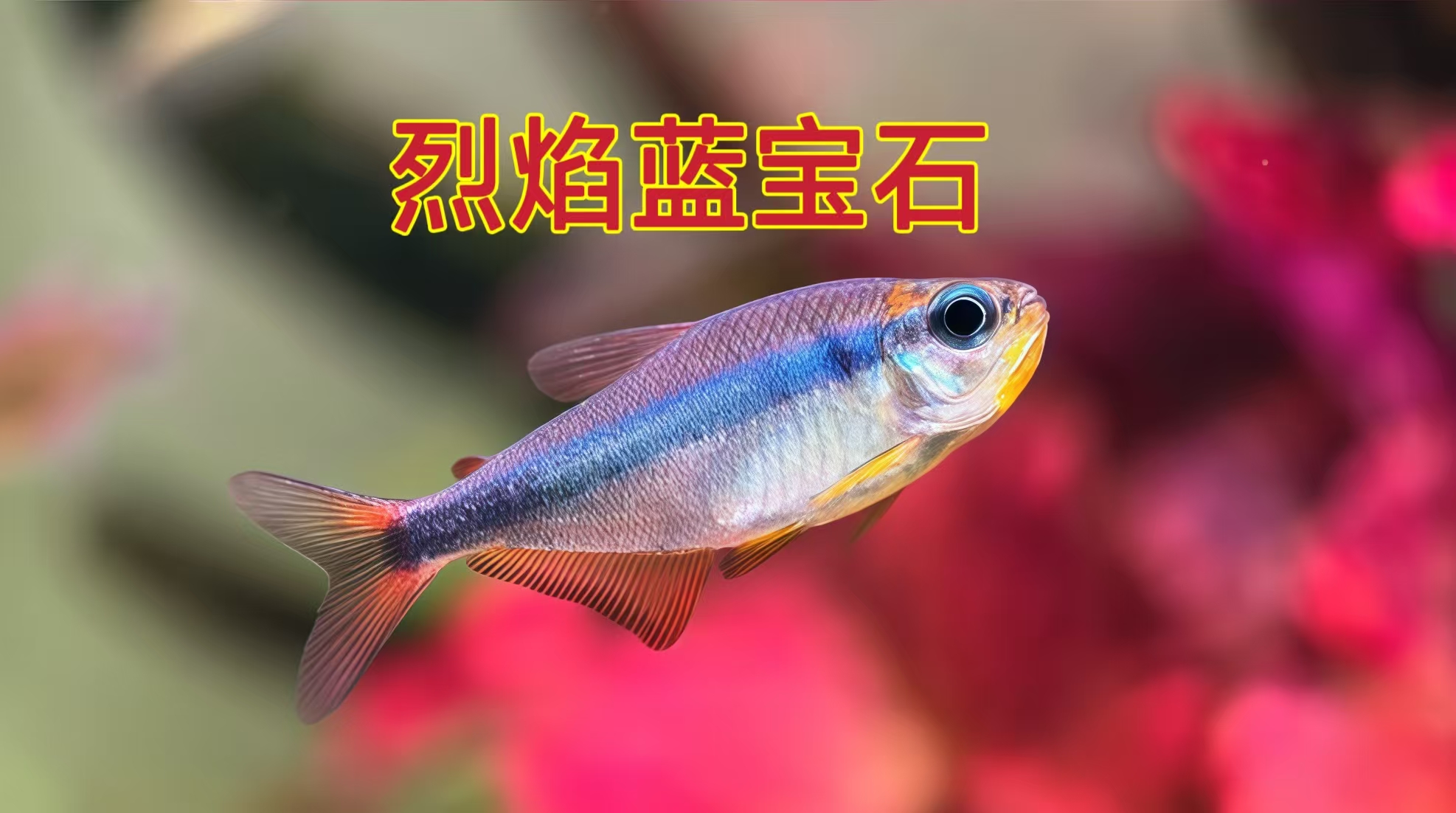烈焰蓝宝石 人工 热带观赏灯科鱼群游淡水鱼
