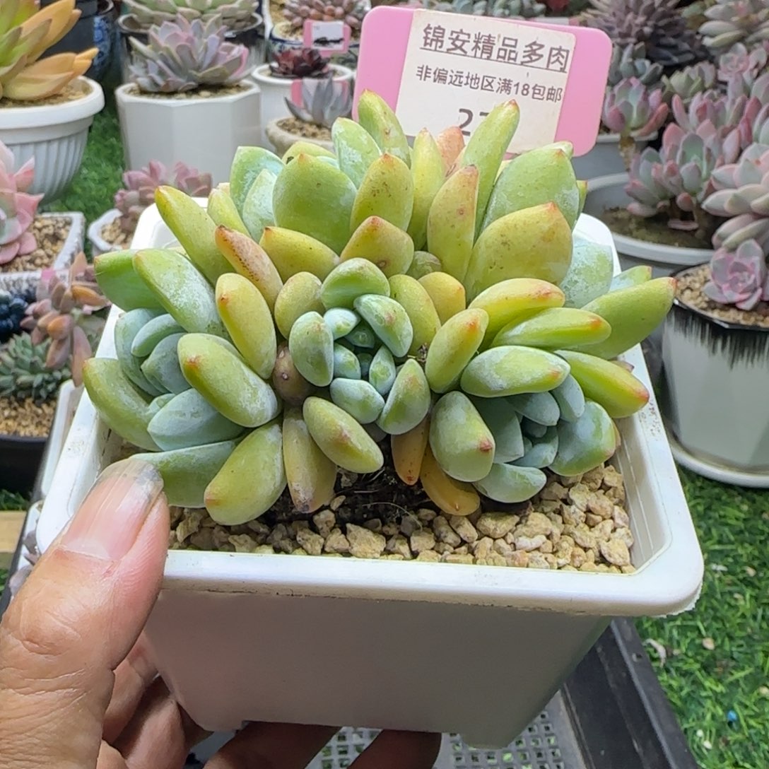 锦安精品多肉植物228
