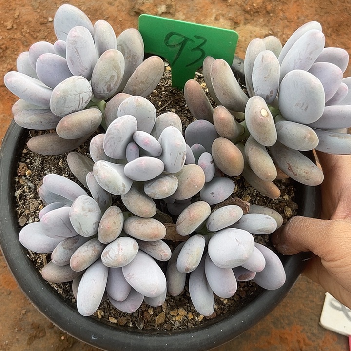 两单包邮，一物一拍93桃美人