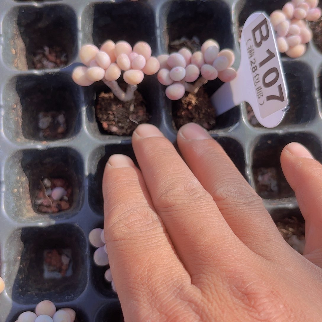 B107桃蛋两颗一物一拍