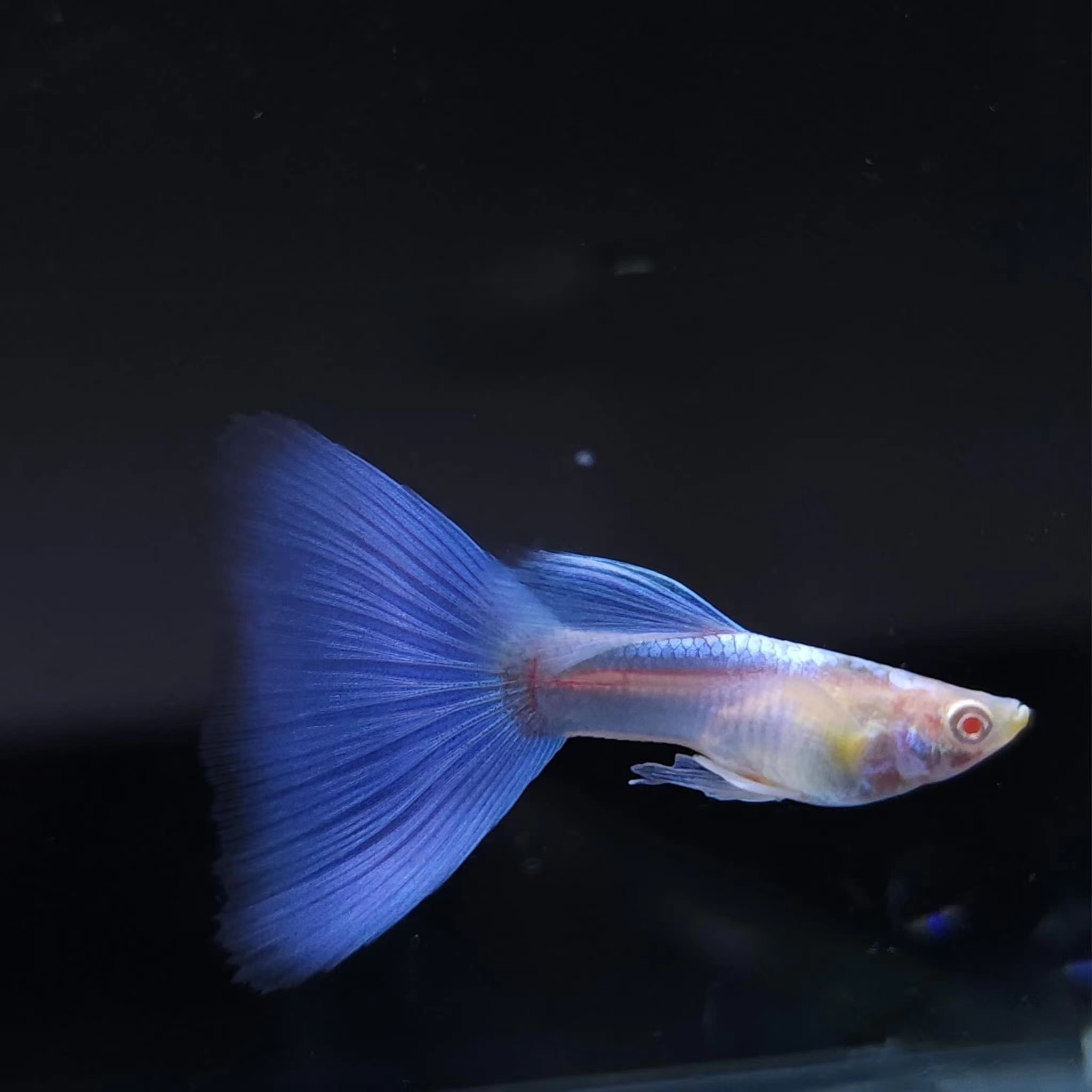 天空蓝孔雀鱼带肚孕母小型热带观赏鱼好养耐活适合新手