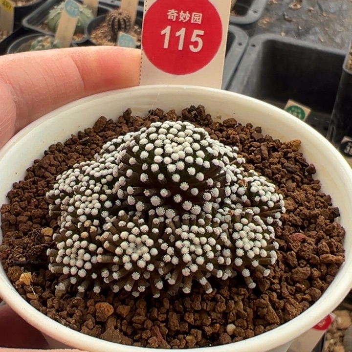 萝卜根松针牡丹4.5cm