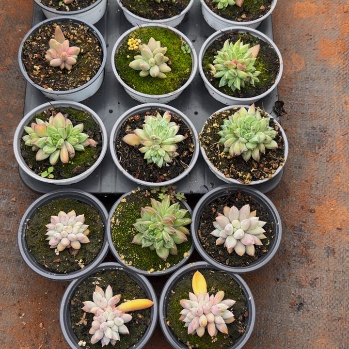 ·****105两组多肉植物一物一拍