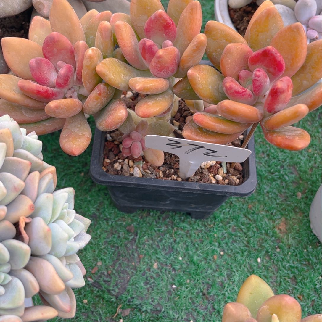 用****3372dghhhjjjjjj