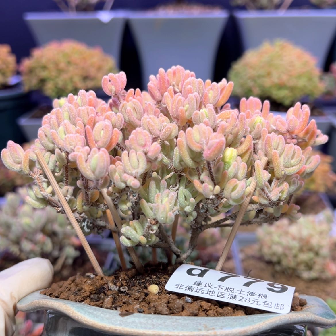 【闪购商品】d779橙叶锦冠幅11cm不含盆价