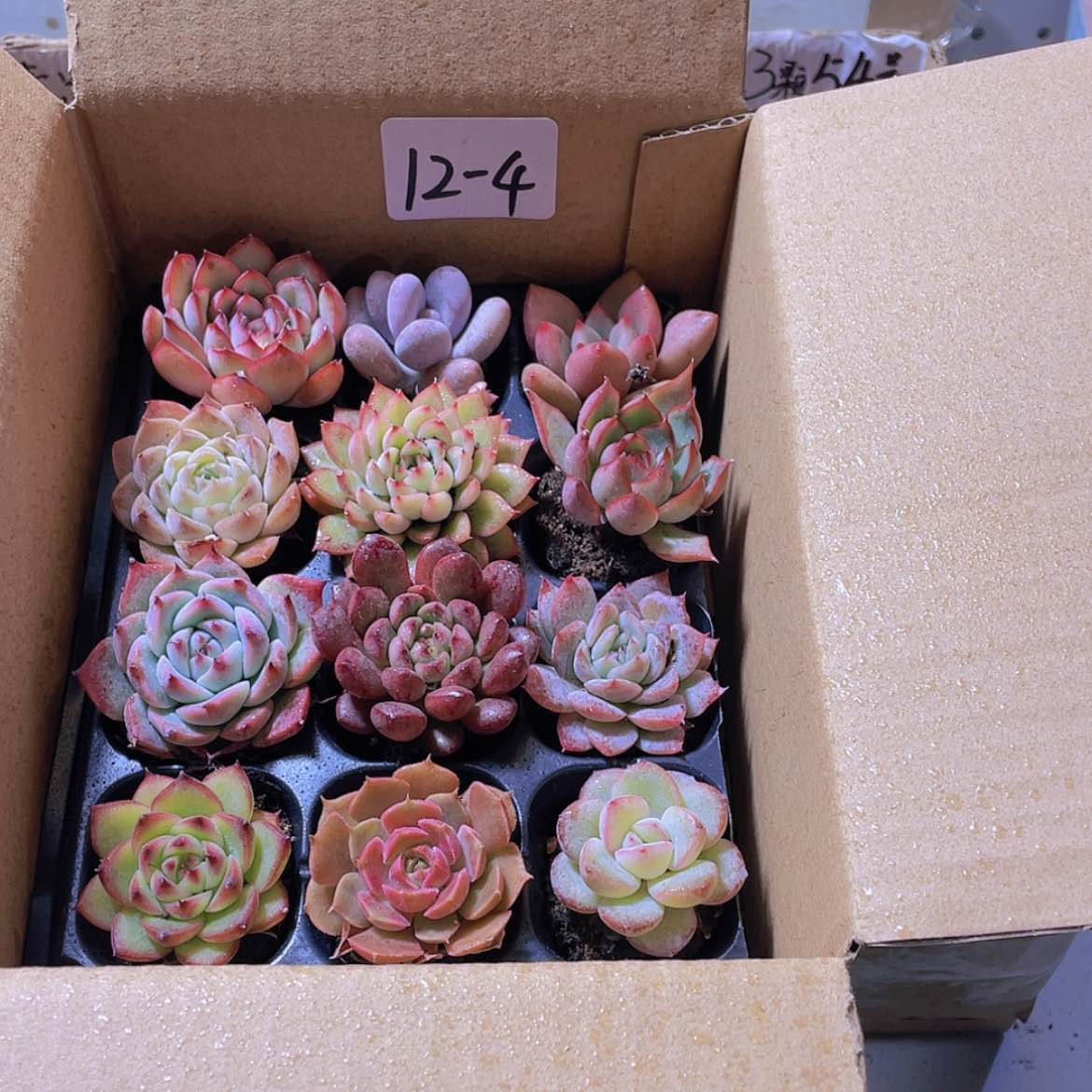 【闪购商品】12颗-4