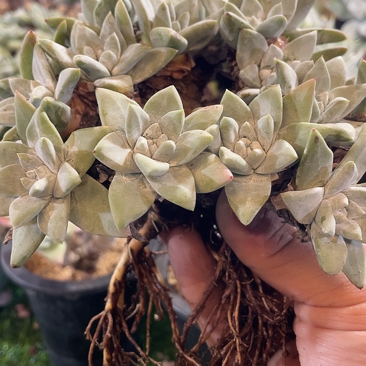 花朵苹果叶杂老桩福利