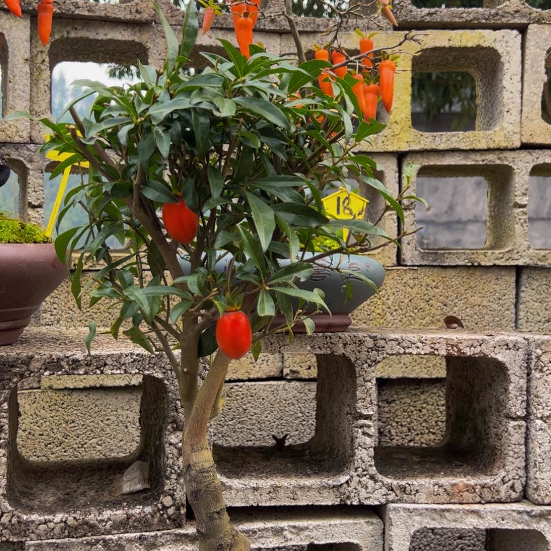 无花朵金弹子盆景