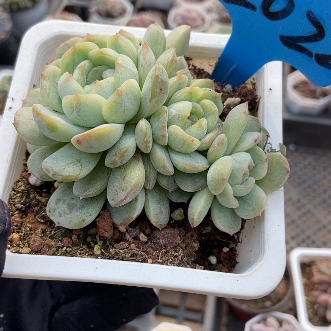 2022白恋多肉植物