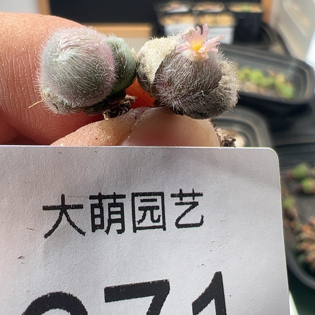 一物一拍。    671