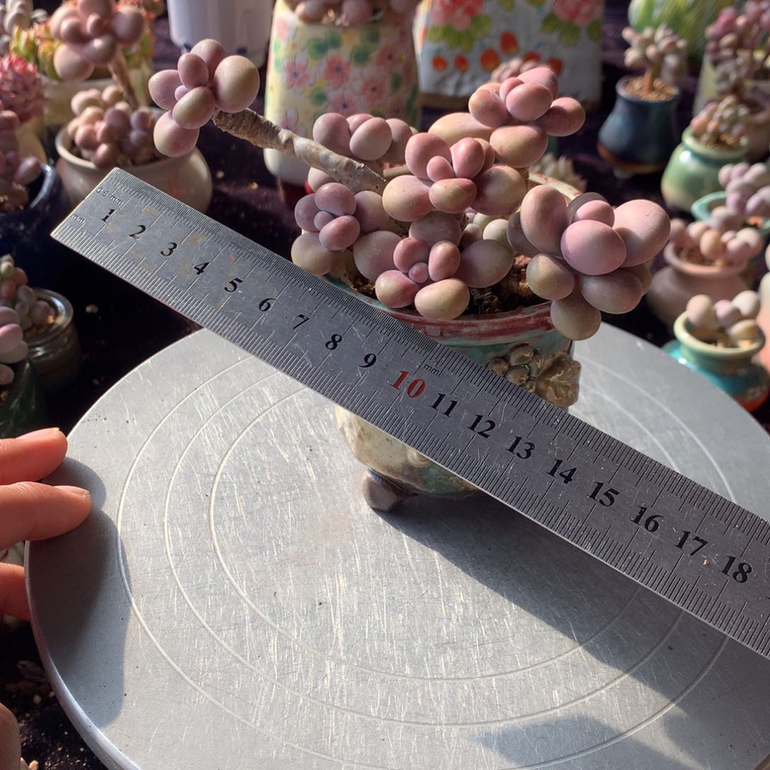 16号带盆偏远地区不包邮的