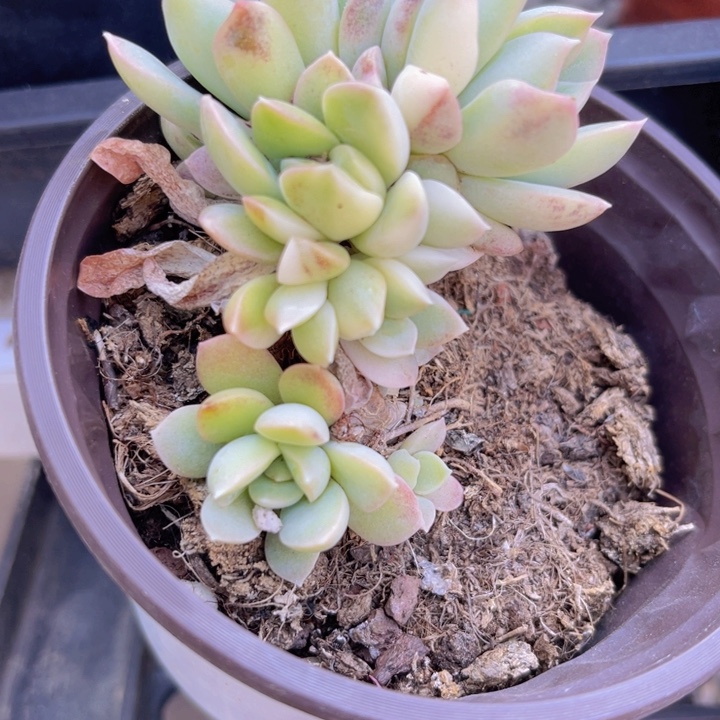 不知名锦多肉植物多肉植物