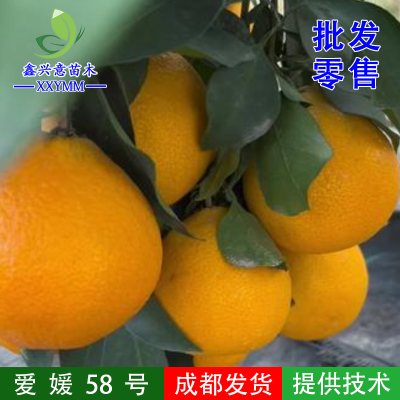 爱媛58号柑橘苗早熟大果进口新品种产量高好管理南北耐寒柑橘苗
