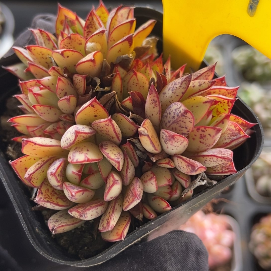 639灰姑娘多肉植物保护